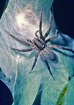 Image of Dolomedes minor L. Koch 1876