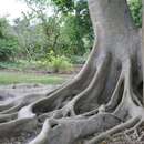 Image of Ficus subcordata Bl.