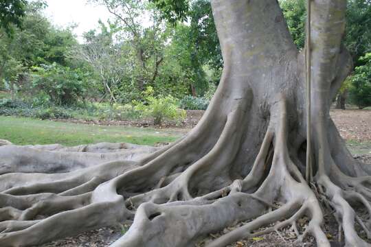 Plancia ëd Ficus subcordata Bl.