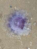 Image of Blue Jellyfish