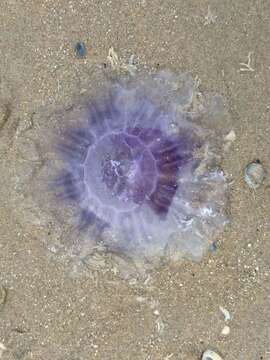 Image of Blue Jellyfish