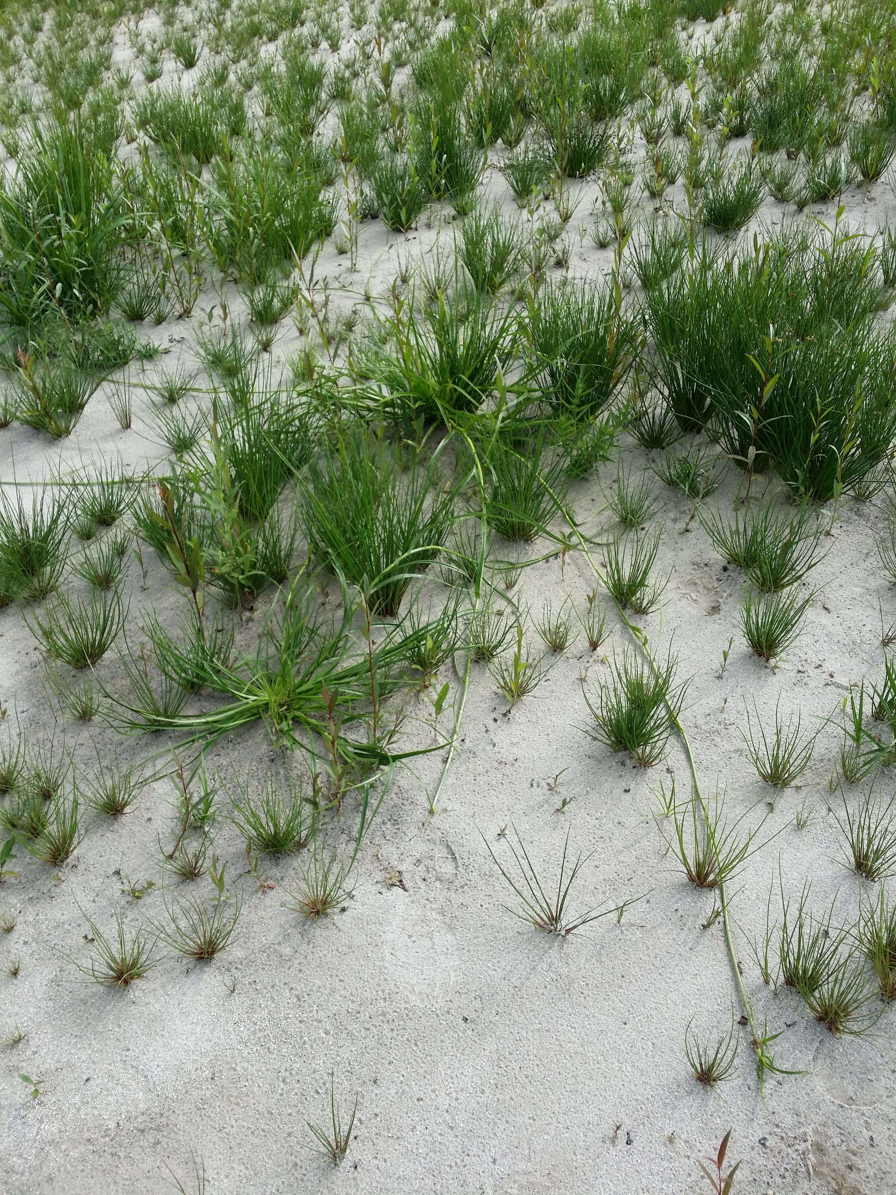 Image of Scirpus radicans Schkuhr