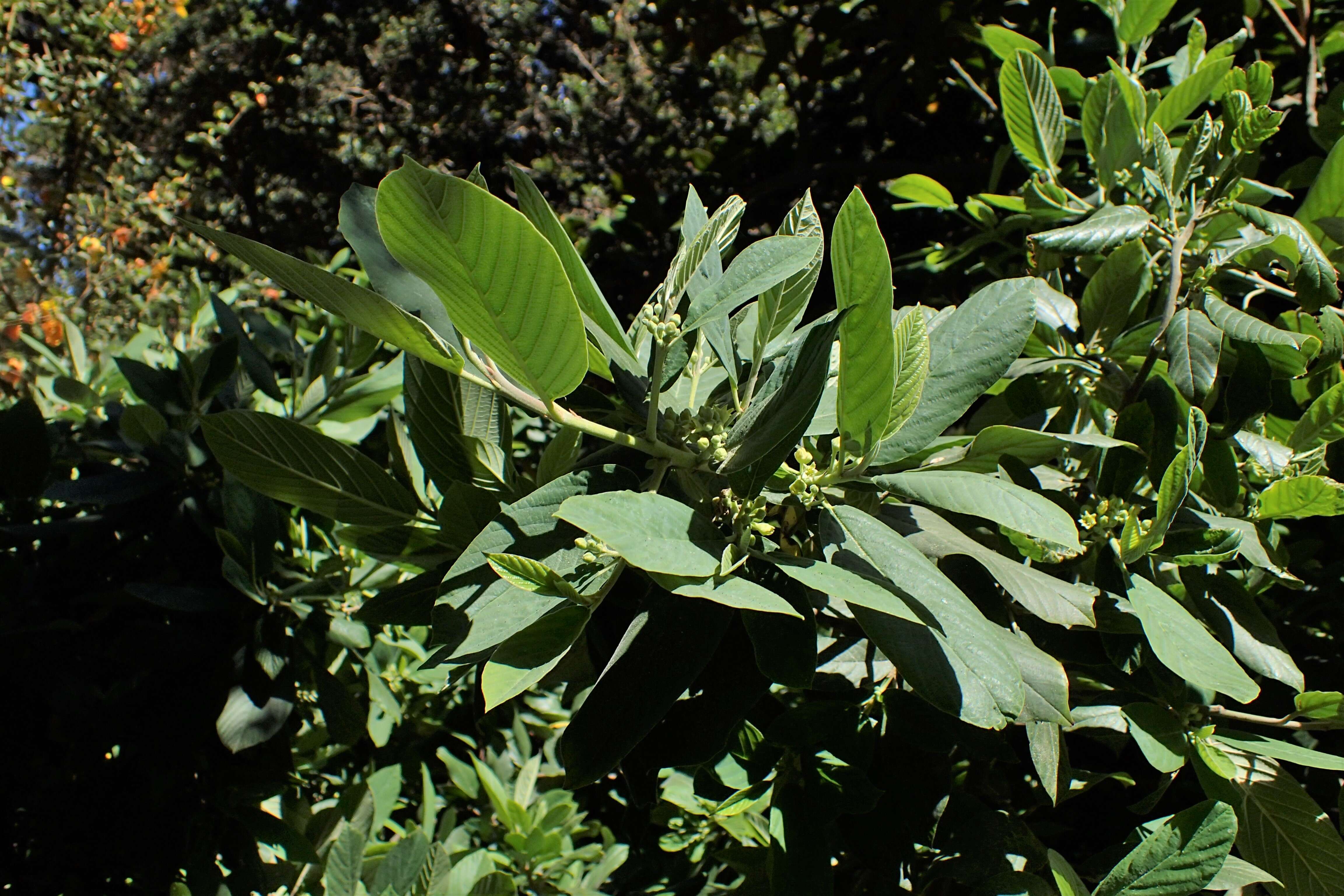 Image de Frangula californica (Eschsch.) A. Gray