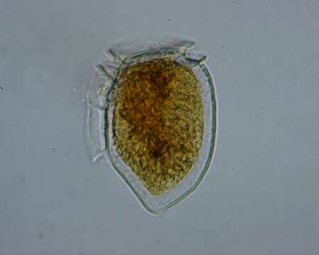 Image of Dinophysiaceae