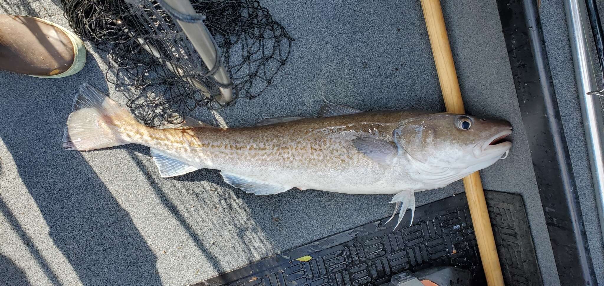 Image of Gadus macrocephalus