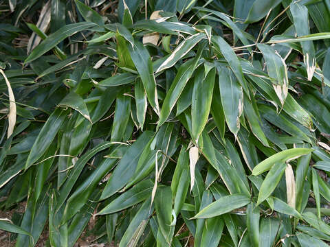 Image de Indocalamus tessellatus (Munro) Keng fil.