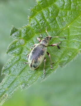 Image of Phyllobius (Metaphyllobius) pomaceus Gyllenhal 1834