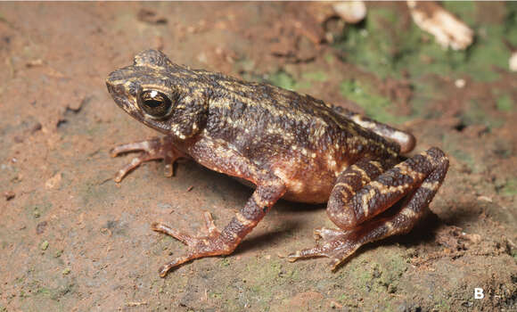 Image of Muller's toad