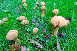 Image of Phaeolepiota