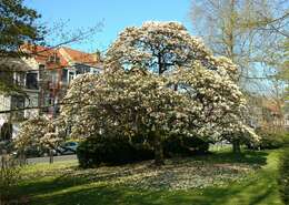 Image of Saucer magnolia