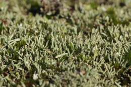 Image of Thorn cladonia