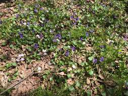 Image of common blue violet