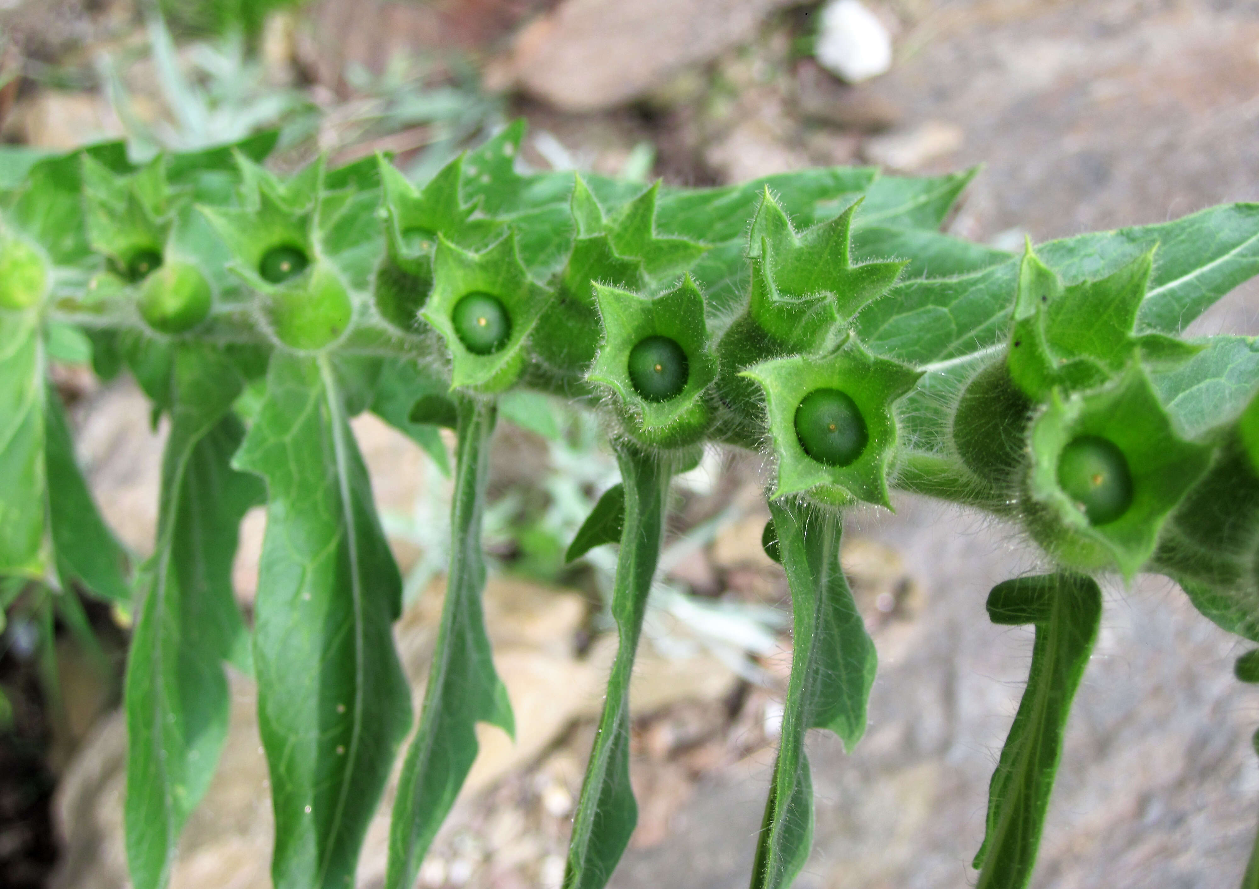 Image of black henbane