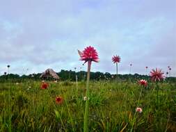 صورة Schoenocephalium teretifolium Maguire