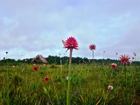 صورة Schoenocephalium teretifolium Maguire