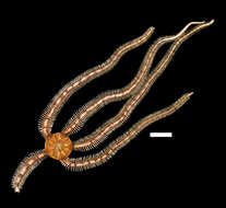 Image of Ophiocomella alexandri (Lyman 1860)