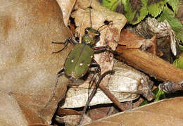 Image of Green tiger beetle