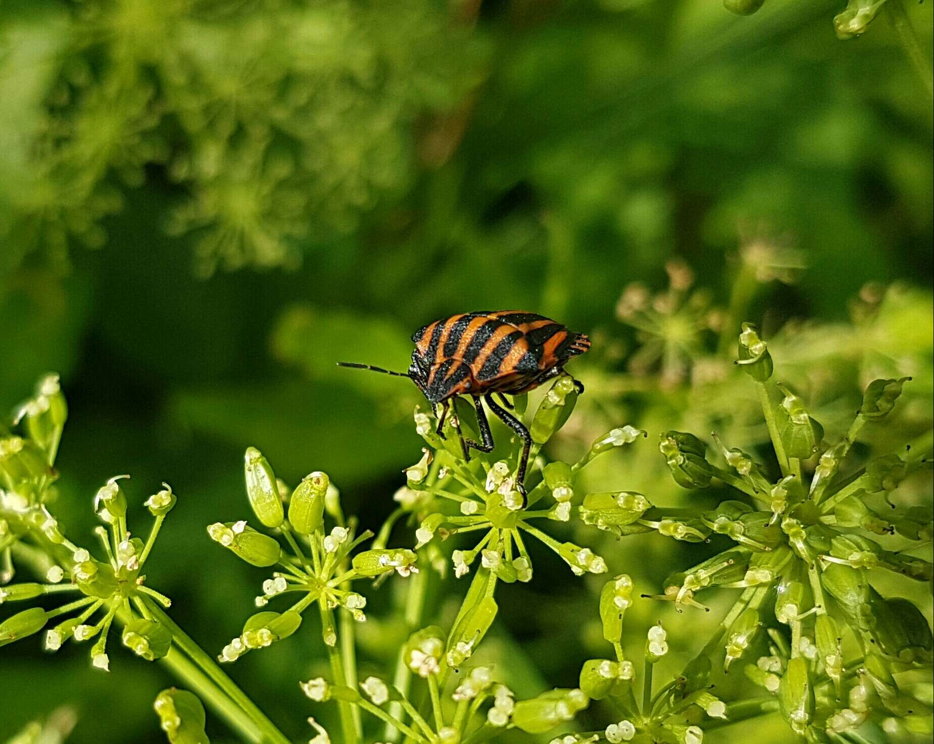 Image of <i>Graphosoma lineatum</i>