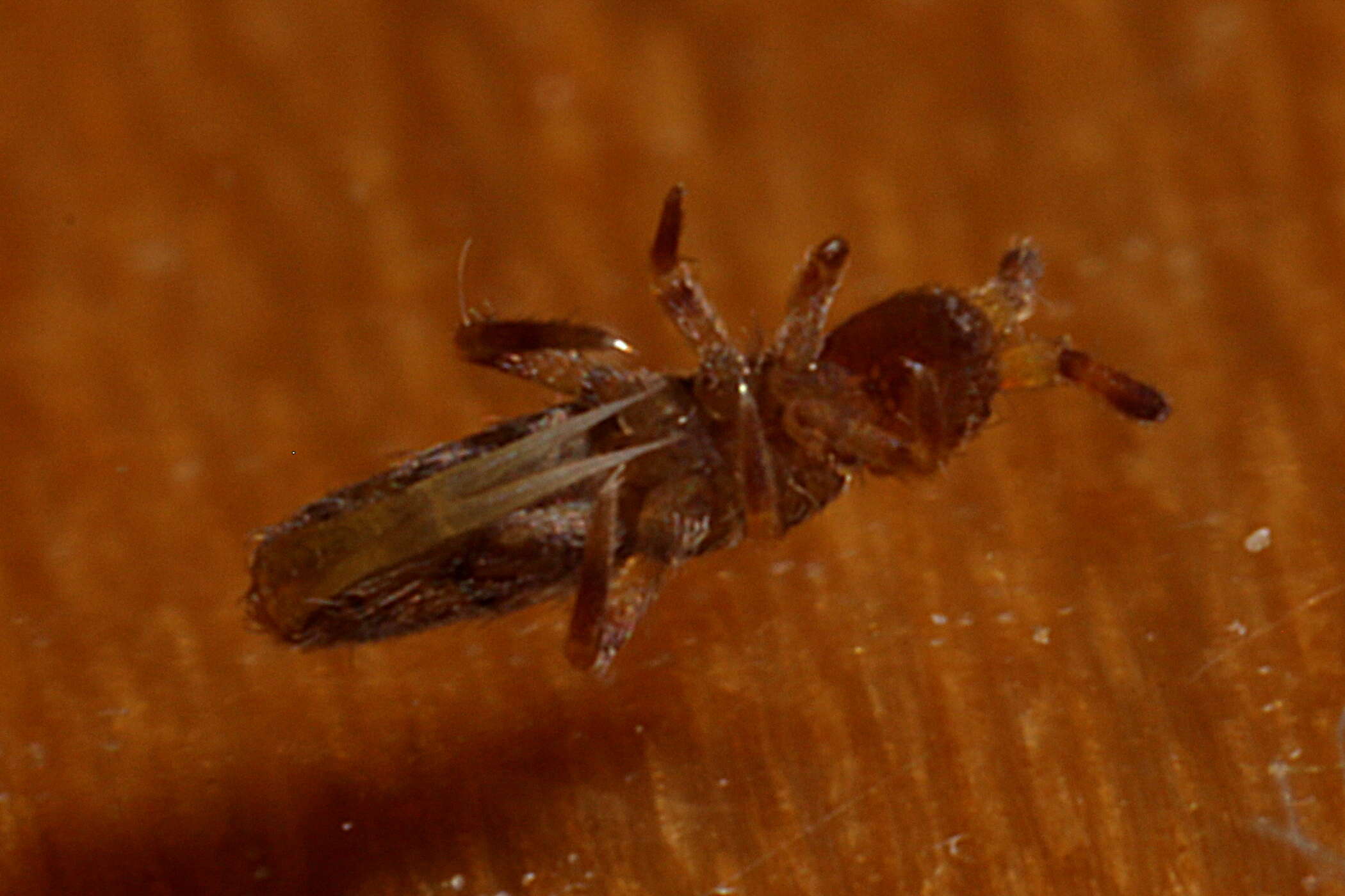 Image of Orchesella villosa (von Linné & C 1767)