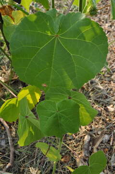 Imagem de Abutilon theophrasti Medik.