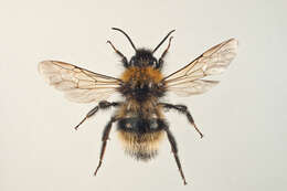 صورة Bombus norvegicus (Sparre-Schneider 1918)