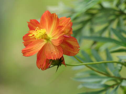 Image of sulphur cosmos