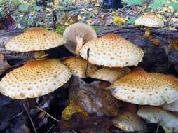 Image of Pholiota squarrosoides (Peck) Sacc. 1887