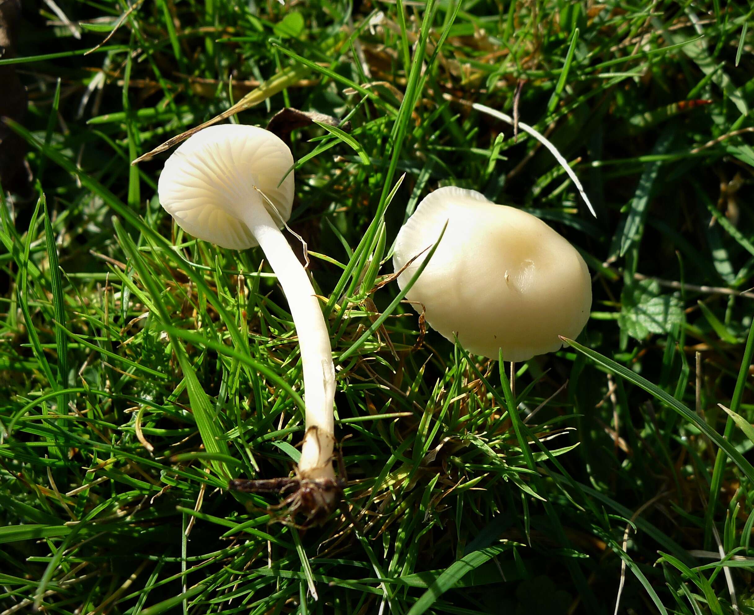 Image of Snowy Waxcap
