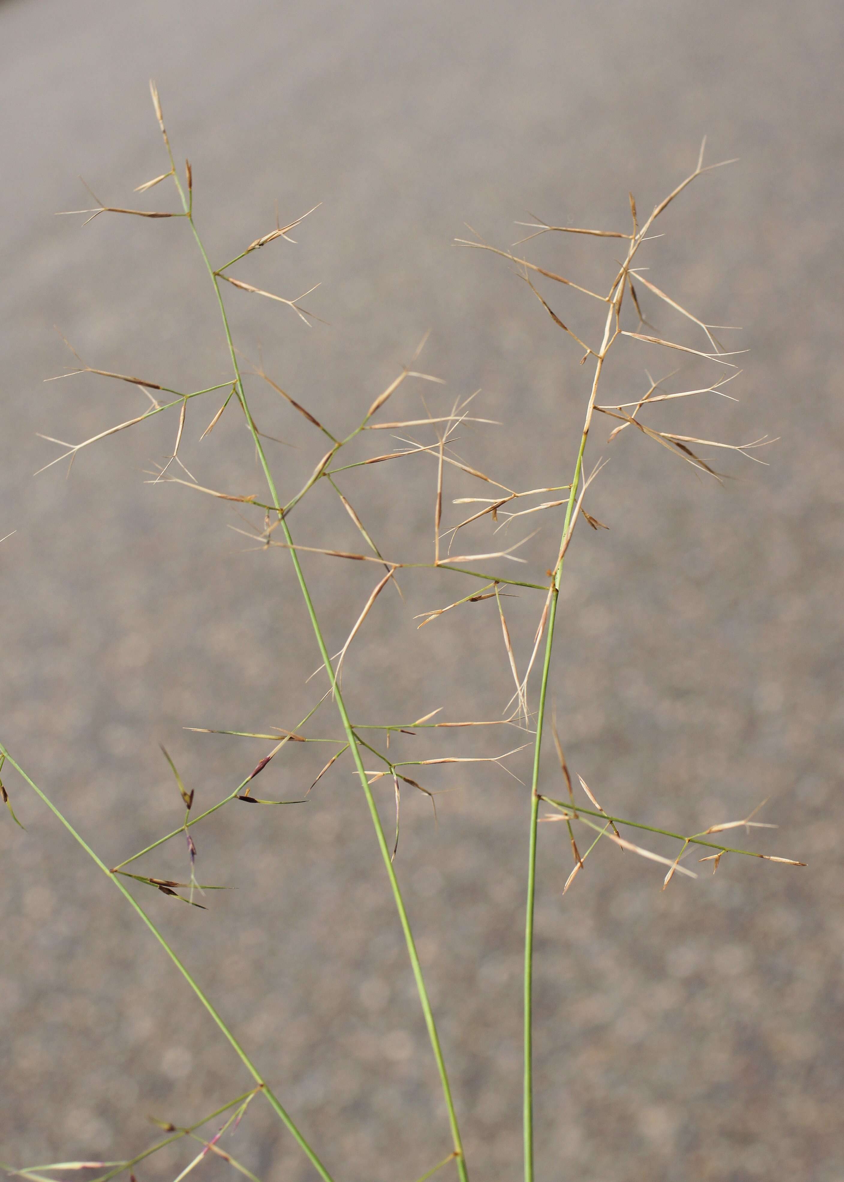 Слика од Aristida vagans Cav.