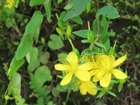 Image of Hypericum oblongifolium Choisy