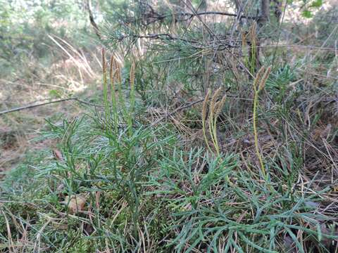 Image of complanate clubmoss