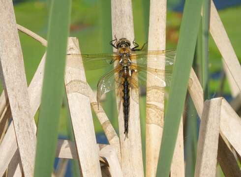 Image of eurasian baskettail