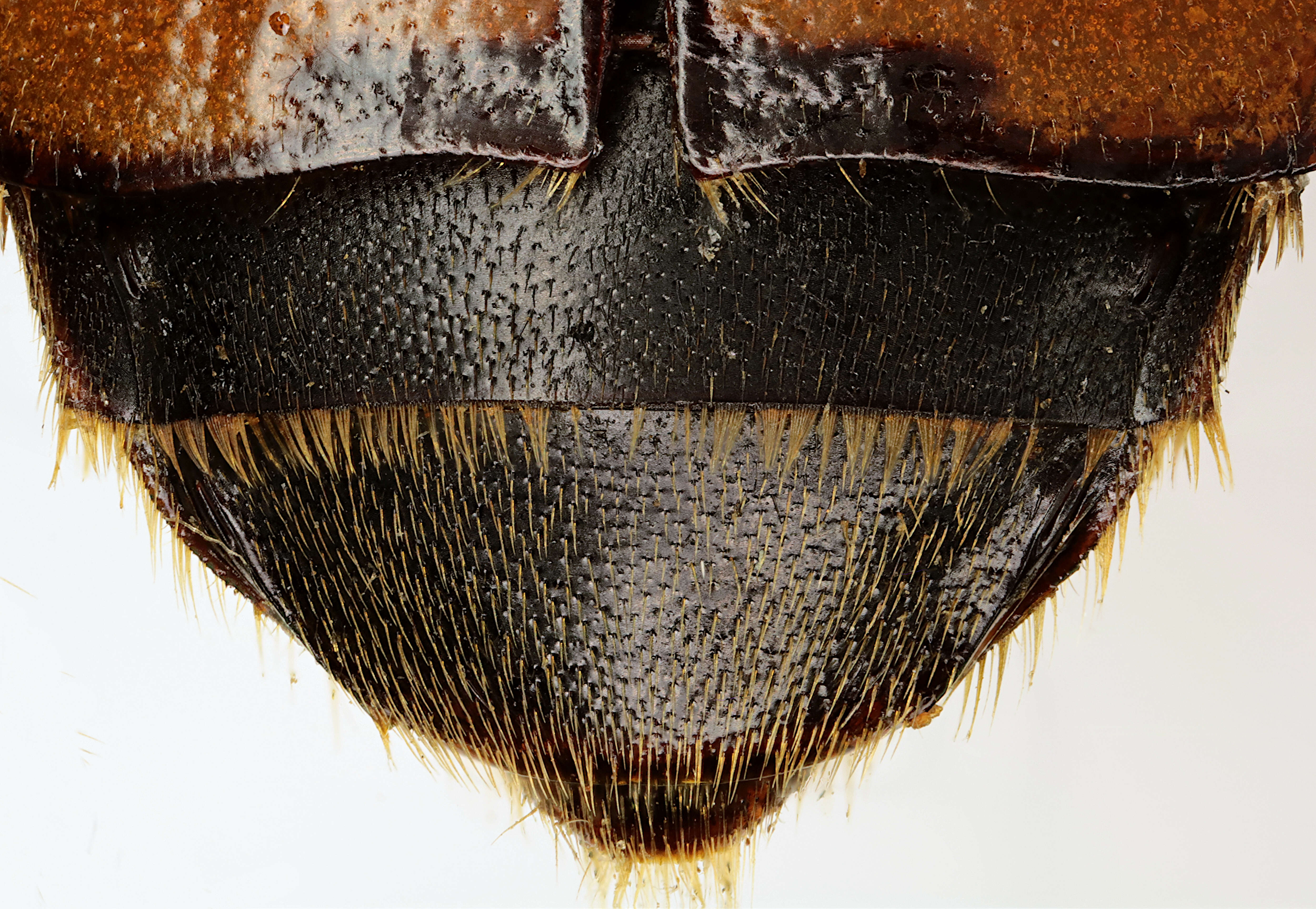 Image of Nicrophorus (Nicrophorus) interruptus (Stephens 1830)