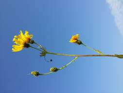 Image of hawkweed