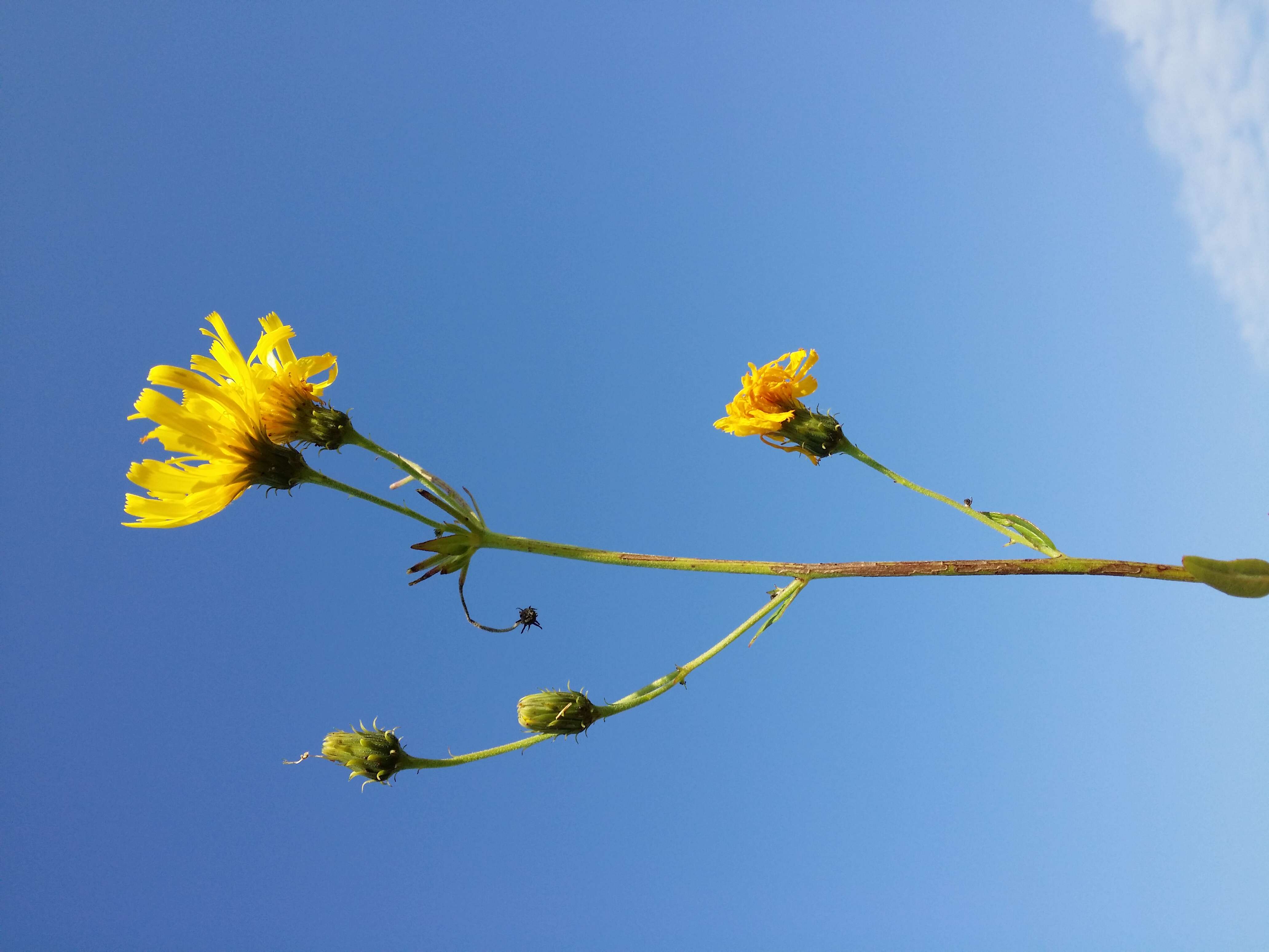 Image of hawkweed