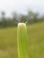 Image of Brown's lovegrass