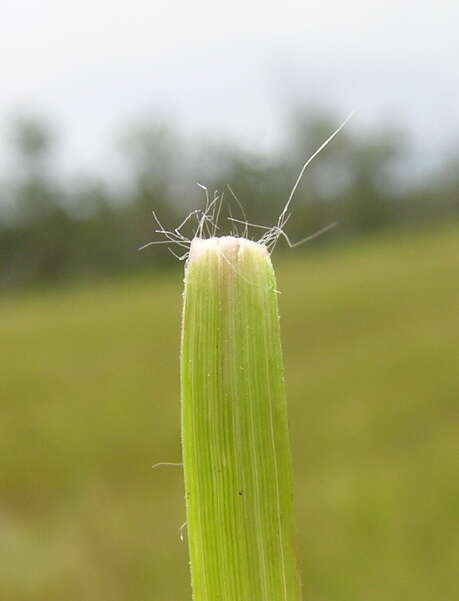 Image of Brown's lovegrass