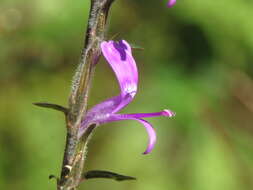 Hypoestes phyllostachya Baker resmi