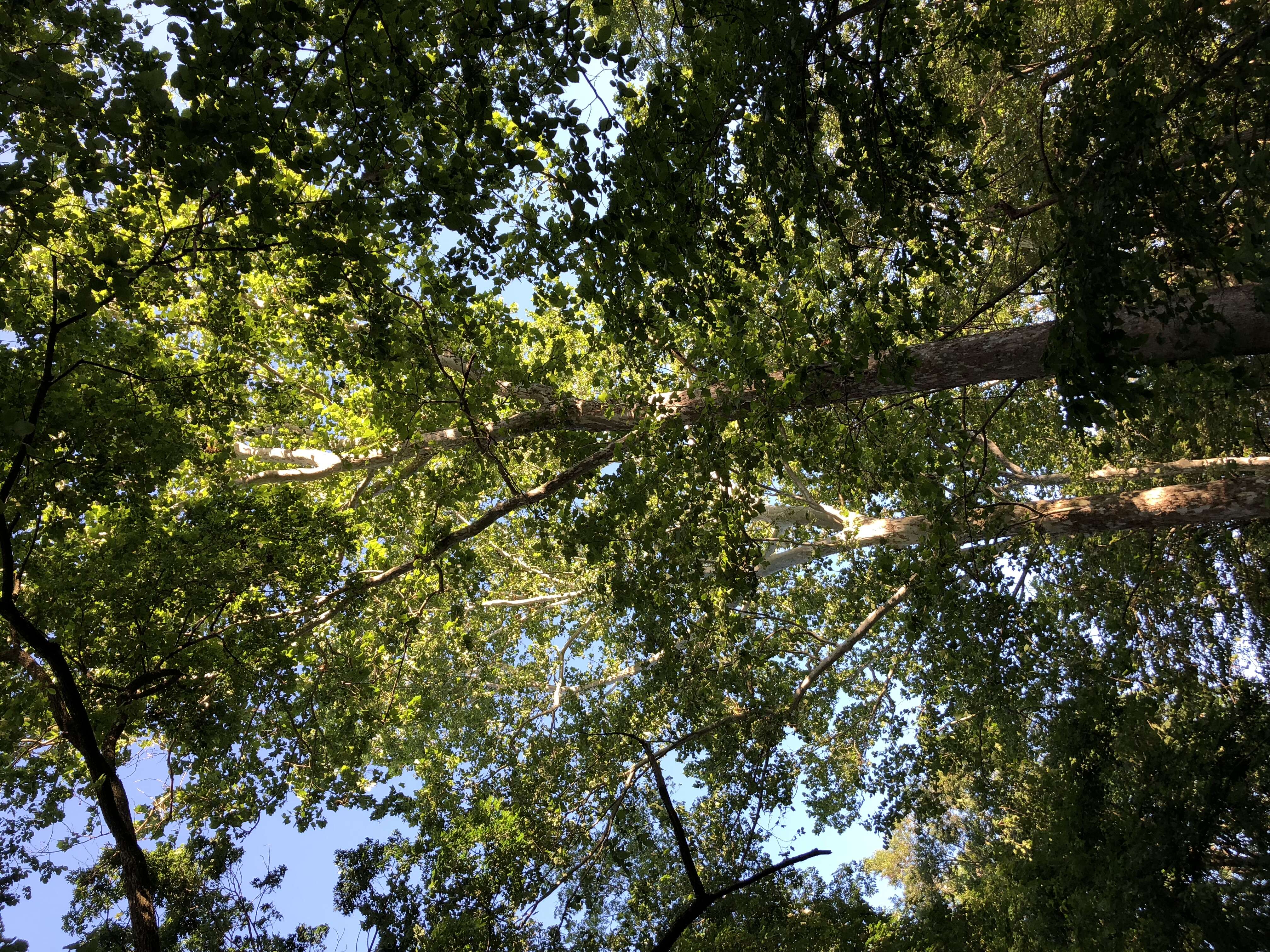 Image of American sycamore