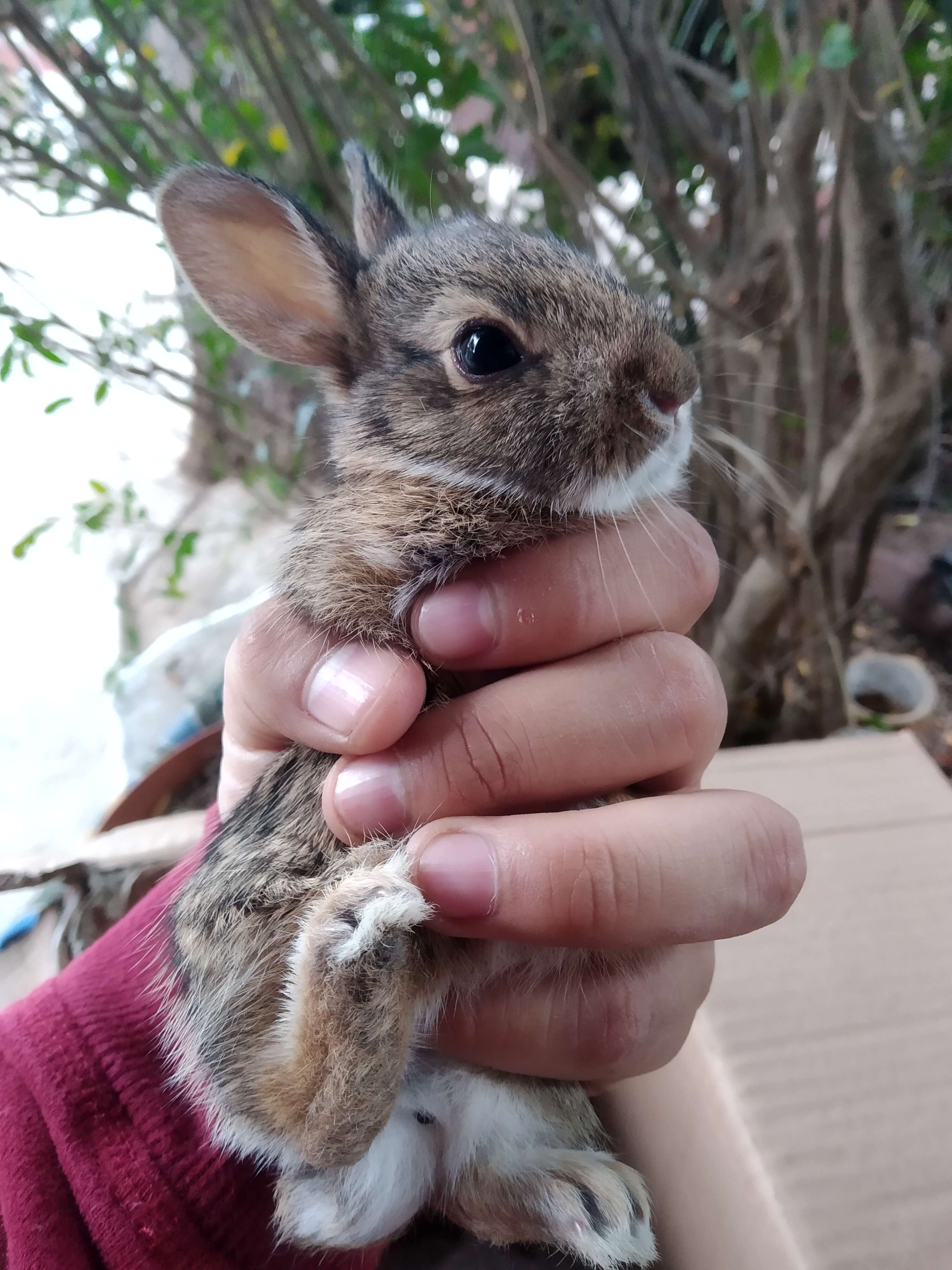 Image of Mexican Cottontail