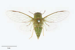 Image of April green cicada