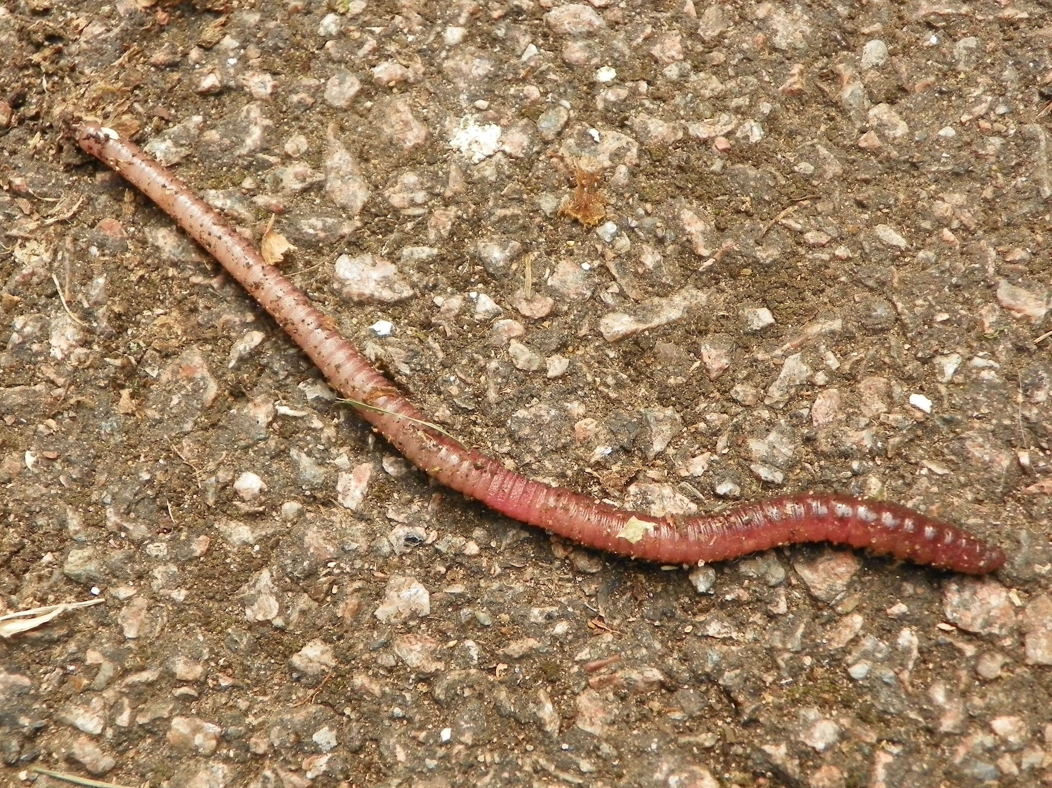 Image of earthworms, leeches, and relatives