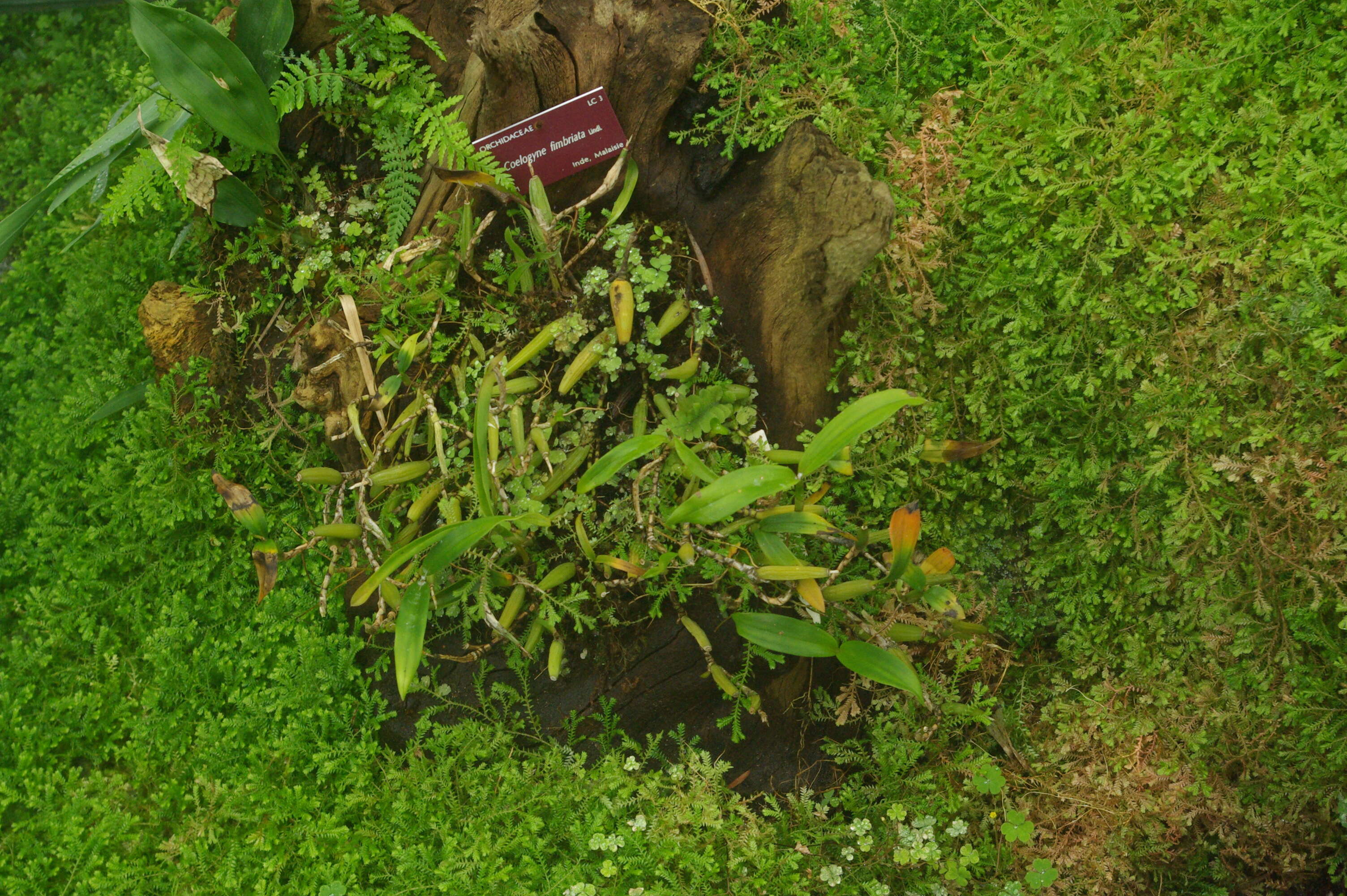 Image of Brown Rock Orchid