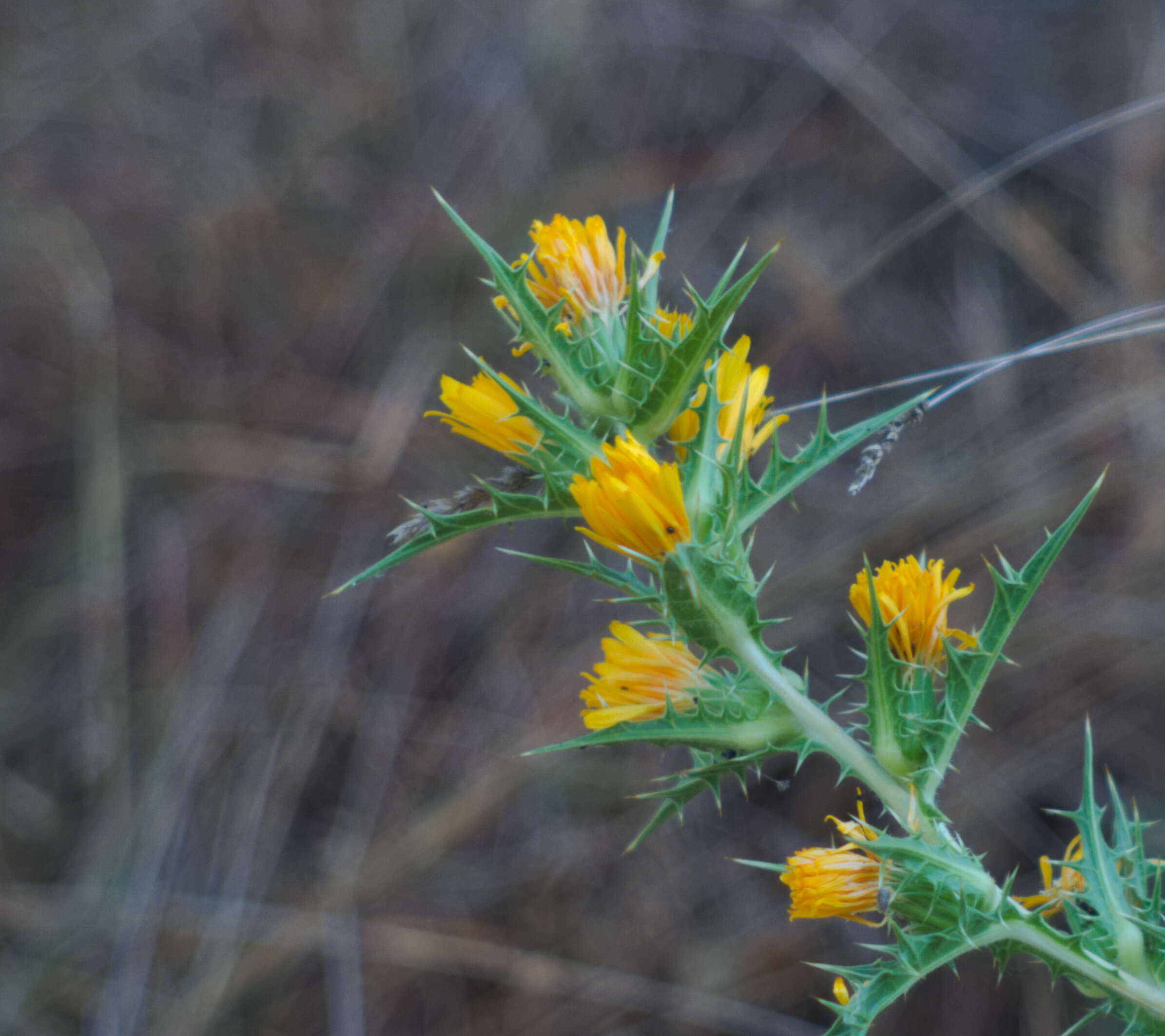 Image of Spanish oyster thistle