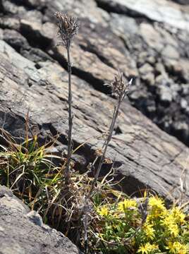 Image of Dianthus japonicus C. P. Thunb. ex A. Murray