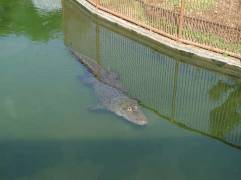 Image of alligators