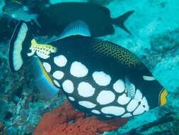 Image of clown triggerfish