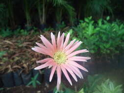 Image of Transvaal daisy