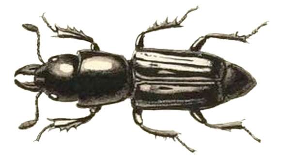 Слика од Synteliidae