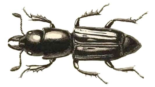 Image of Synteliidae